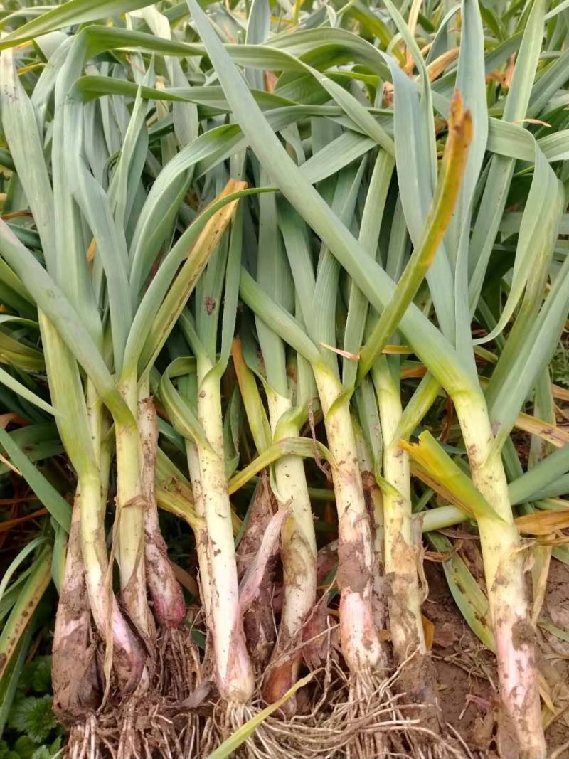 华州区红根蒜苗大量上市供应 欢迎咨询 支持视频看货