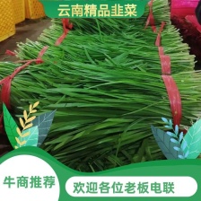 韭菜辽宁凌海头刀韭菜大量上市中 以质论价 诚信经营