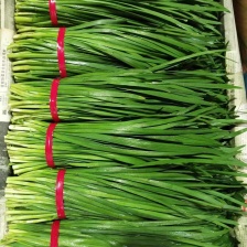 韭菜辽宁凌海头刀韭菜大量上市中 以质论价 诚信经营