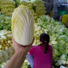 甘肃娃娃菜 大小娃娃菜 黄娃娃菜 绿娃娃菜产地直销