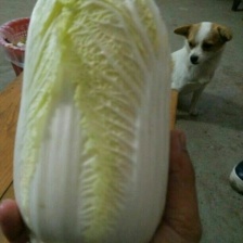 甘肃娃娃菜 大小娃娃菜 黄娃娃菜 绿娃娃菜产地直销