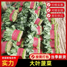 精品菠菜 产地直供 品质好 价格实惠 量大从优