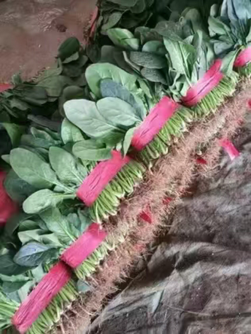精品菠菜 产地直供 品质好 价格实惠 量大从优