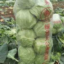 莲花白扁包菜上市了，承接全国各地批发市场超市