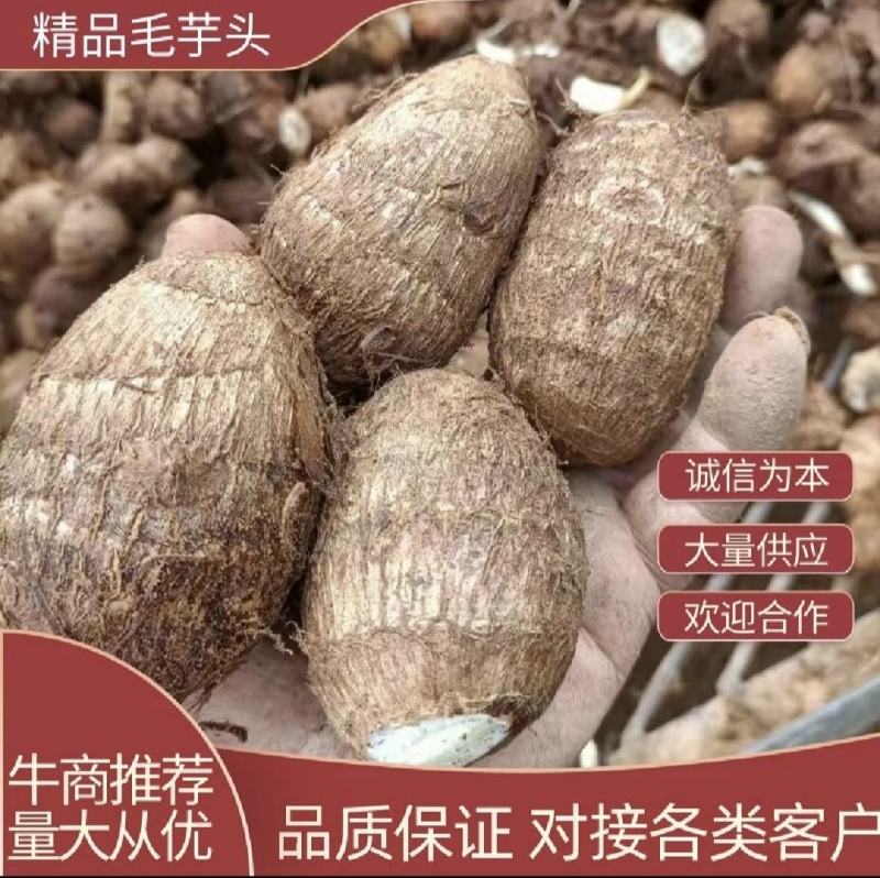 毛芋头产地供应一手货源 对接市场电商