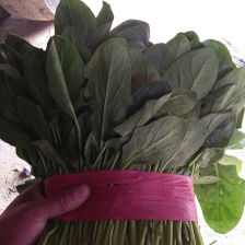 菠菜大叶菠菜 现货秒发 超高性价比 保质保量 价格优惠