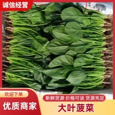 菠菜大叶菠菜 现货秒发 超高性价比 保质保量 价格优惠