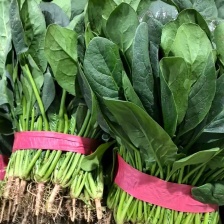 菠菜大叶菠菜 现货秒发 超高性价比 保质保量 价格优惠