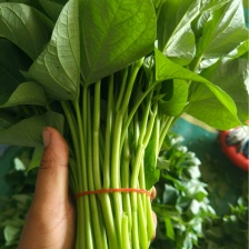 红薯叶 红薯尖 地瓜叶 番薯叶 （富硒零农残）