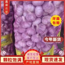 苍山大蒜 ，四六瓣大蒜，四六瓣白皮大蒜，大量供应