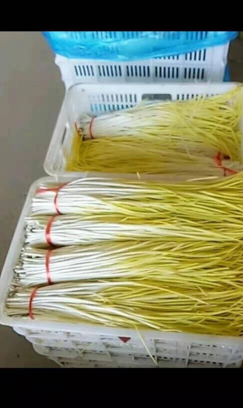 千亩蒜黄急寻批发商