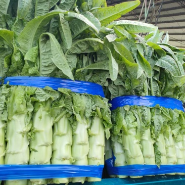 山东临沂兰陵尖叶莴笋量大价优视频看货对接全国电商商超