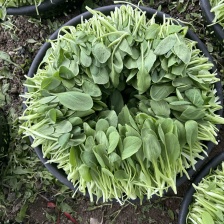 鸡毛菜寻找长期合作伙伴