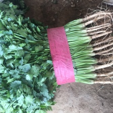 大量供应优质大叶香菜 产地发货 价格优惠 欢迎来电咨询