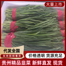 鄠邑区精品头茬韭菜