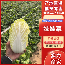 精品小娃娃菜 产地直发对接全国 量大从优质量保证欢迎咨询