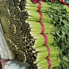 细棵<font color=red>芹菜</font>单棵二三两，不空心，不起苔，