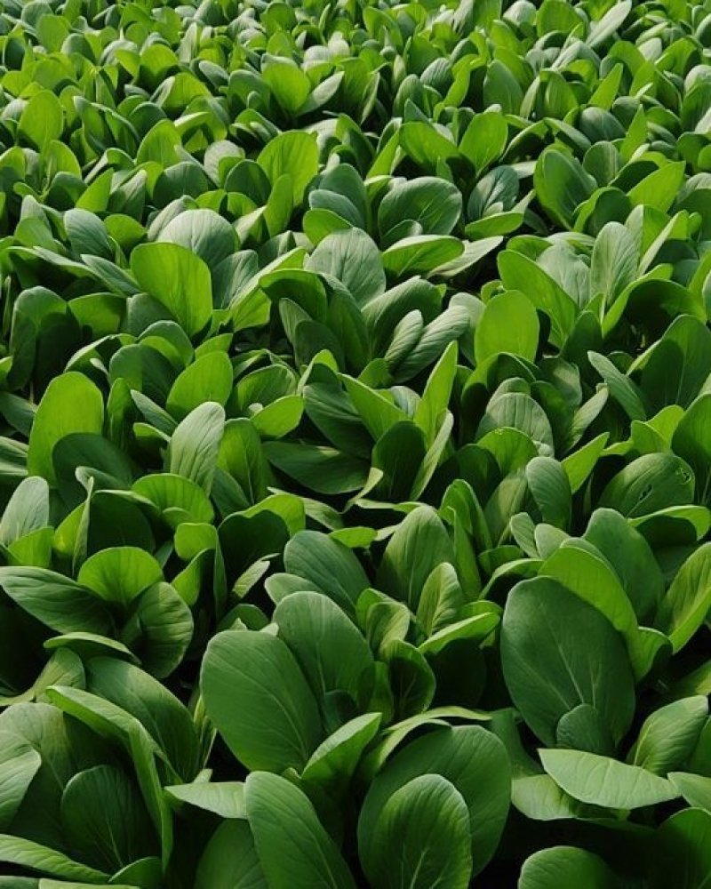 精品青菜，全年不断货。