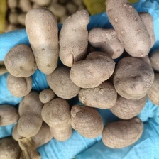 2025新山药豆，电商和商超各种规格的山药豆！已大量上市