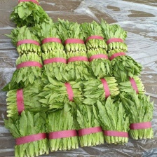 西华王超礼品小吊瓜