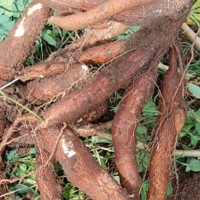 华南9号黄肉木薯去皮冰冻加工黄心木薯去皮冰冻