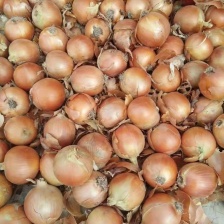 洋葱 红皮洋葱 基地发货 视频看货 价格合理