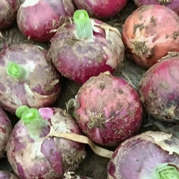洋葱 红皮洋葱 基地发货 视频看货 价格合理
