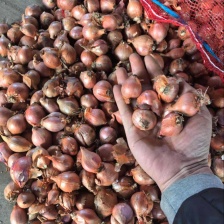 洋葱 红皮洋葱 基地发货 视频看货 价格合理