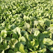 芥菜，经腌制6一10天，不含亚硝酸盐，原味