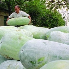 自家有白皮冬瓜 个头大 肉厚 不收代办费