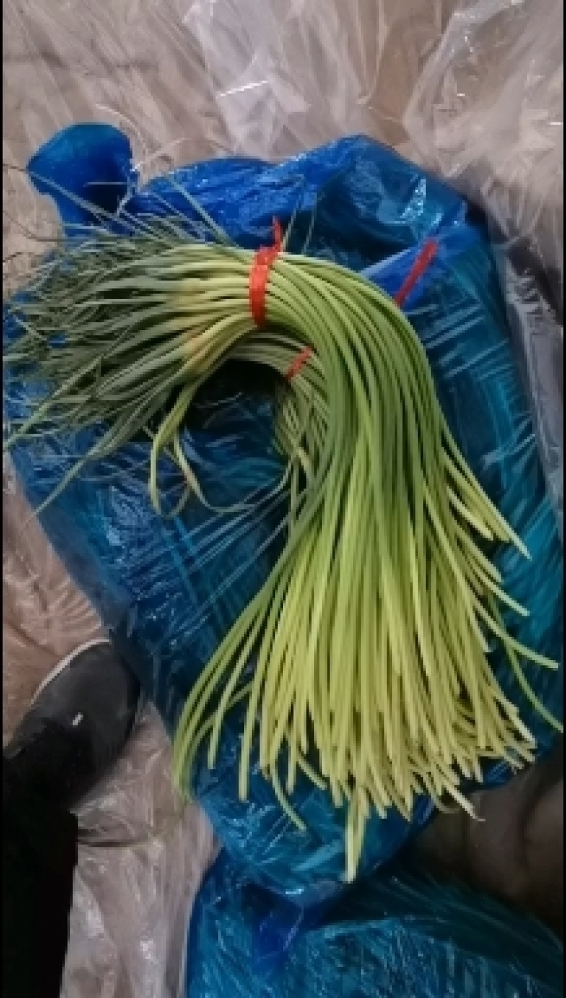 新鲜蒜薹，北京产地直供，品质保证，**特惠！
