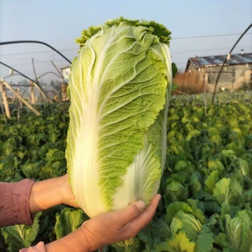 2025年新产大白菜山东省产地直发，价格优惠，