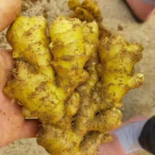 云电商货-【高山小黄姜】（黄心肉质/水洗风干姜/沙土姜）