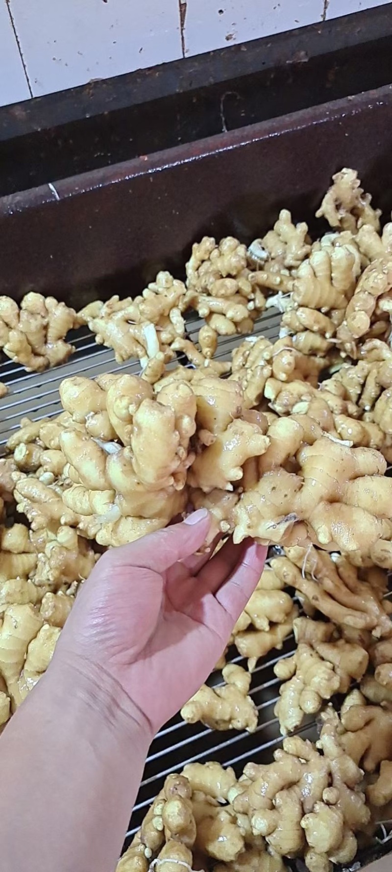 云电商货-【高山小黄姜】（黄心肉质/水洗风干姜/沙土姜）