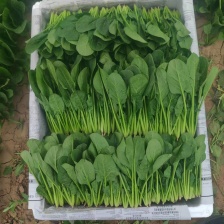 内蒙小叶菠菜/大小叶各种规格都有，产地大量上货