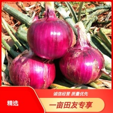 【优选】洋葱 紫皮 红美洋葱 代发全国 产地直发 欢迎选购