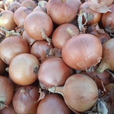 【优选】洋葱 紫皮 红美洋葱 代发全国 产地直发 欢迎选购