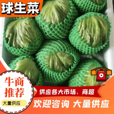 张家口球生菜大量上市