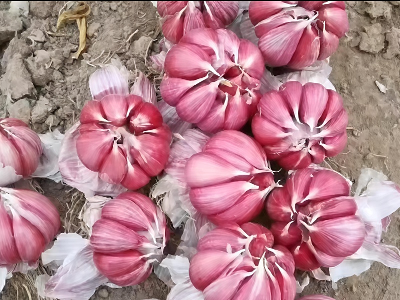 山东2025金乡大蒜/紫皮干蒜货源充足基地直供价格实惠