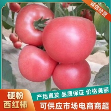 平度硬粉西红柿大量上市了