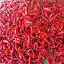 钟祥辣椒大量上市，精品薄皮辣椒，货源充足质量稳定。