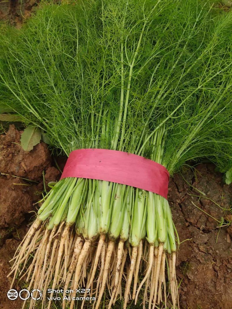 河北邯郸精品茴香苗大量有货，基地直发，一手货源欢迎选购