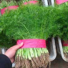 河北邯郸精品茴香苗大量有货，基地直发，一手货源欢迎选购