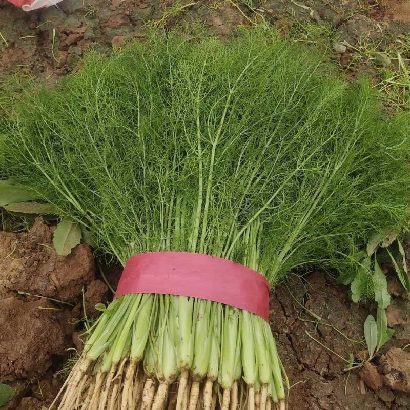 河北邯郸精品茴香苗大量有货，基地直发，一手货源欢迎选购