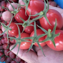 电白千禧圣女果市场供应链电商货全国代发一手货源产地直供