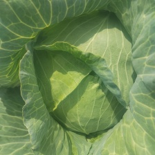 江苏东台包菜大量上市中！需要的朋友请速联系我！