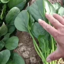 商丘李爽蔬菜店