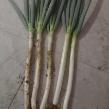 辽宁<font color=red>大葱</font>便宜了