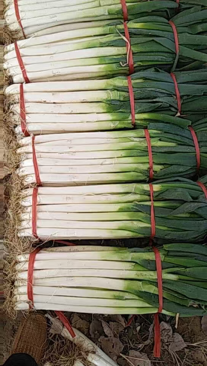 山东铁杆大葱大量供应中对接市场档口商超一条龙服务欢迎来电