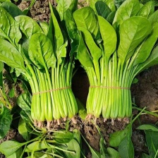 优质新鲜菠菜【代发全国】货量充足，对接各大电商市场商超